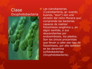  Las cianobacterias
Clase              (Cyanobacteria, gr. κυανός
Oxyphotobacteria   kyanós, "azul") son una
                   división del reino Monera que
                   comprende las bacterias
                   capaces de realizar
                   fotosíntesis oxigénica y, en
                   algún sentido, a sus
                   descendientes por
                   endosimbiosis, los plastos.
                   Son los únicos procariotas
                   que llevan a cabo ese tipo de
                   fotosíntesis, por ello también
                   se les denomina
                   oxifotobacterias
                   (Oxyphotobacteria).
 