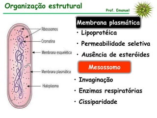 Organização estrutural        Prof. Emanuel


                    Membrana plasmática
                    • Lipoprotéica
                    • Permeabilidade seletiva
                    • Ausência de esteróides

                         Mesossomo

                   • Invaginação
                   • Enzimas respiratórias
                   • Cissiparidade
 