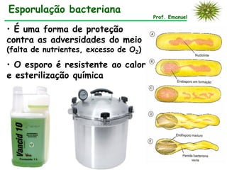 Esporulação bacteriana
                                       Prof. Emanuel

• É uma forma de proteção
contra as adversidades do meio
(falta de nutrientes, excesso de O2)

• O esporo é resistente ao calor
e esterilização química
 