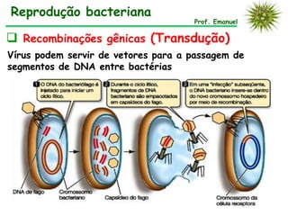 Reprodução bacteriana
                                     Prof. Emanuel

 Recombinações gênicas (Transdução)
Vírus podem servir de vetores para a passagem de
segmentos de DNA entre bactérias
 