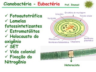 Cianobactéria - Eubactéria   Prof. Emanuel




 Fotoautotrófica
 Lamelas
fotossintetizantes
 Estromatólitos
 Holocausto do
oxigênio
 SET
 Vida colonial
 Fixação do
Nitrogênio
                             Heterocisto
 