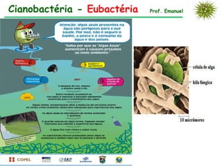 Cianobactéria - Eubactéria   Prof. Emanuel
 