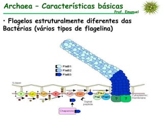Archaea – Características básicas
                                   Prof. Emanuel

• Flagelos estruturalmente diferentes das
Bactérias (vários tipos de flagelina)
 
