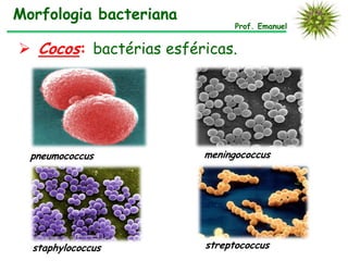 Morfologia bacteriana
                              Prof. Emanuel


 Cocos: bactérias esféricas.




  pneumococcus          meningococcus




  staphylococcus        streptococcus
 