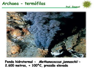 Archaea - termófilas
                                      Prof. Emanuel




 Fenda hidrotermal - Methanococcus jannaschii -
 2.600 metros, + 100ºC, pressão elevada
 