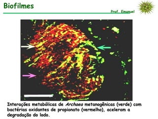 Biofilmes
                                              Prof. Emanuel




 Interações metabólicas de Archaea metanogênicas (verde) com
 bactérias oxidantes de propionato (vermelho), aceleram a
 degradação do lodo.
 