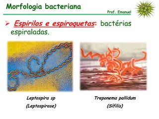 Morfologia bacteriana
                              Prof. Emanuel


 Espirilos e espiroquetas: bactérias
 espiraladas.




      Leptospira sp      Treponema pallidum
      (Leptospirose)          (Sífilis)
 