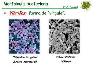 Morfologia bacteriana
                               Prof. Emanuel


 Vibriões: forma de “vírgula”.




    Helycobacter pylori   Vibrio cholerae
    (Úlcera estomacal)       (Cólera)
 