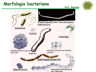 Morfologia bacteriana
                        Prof. Emanuel
 
