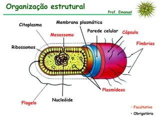 Organização estrutural
                                           Prof. Emanuel

                   Membrana plasmática
    Citoplasma
                               Parede celular Cápsula
                 Mesossomo
                                                           Fímbrias
 Ribossomos




                                         Plasmídeos

                 Nucleóide
     Flagelo
                                                       • Facultativo
                                                       • Obrigatório
 