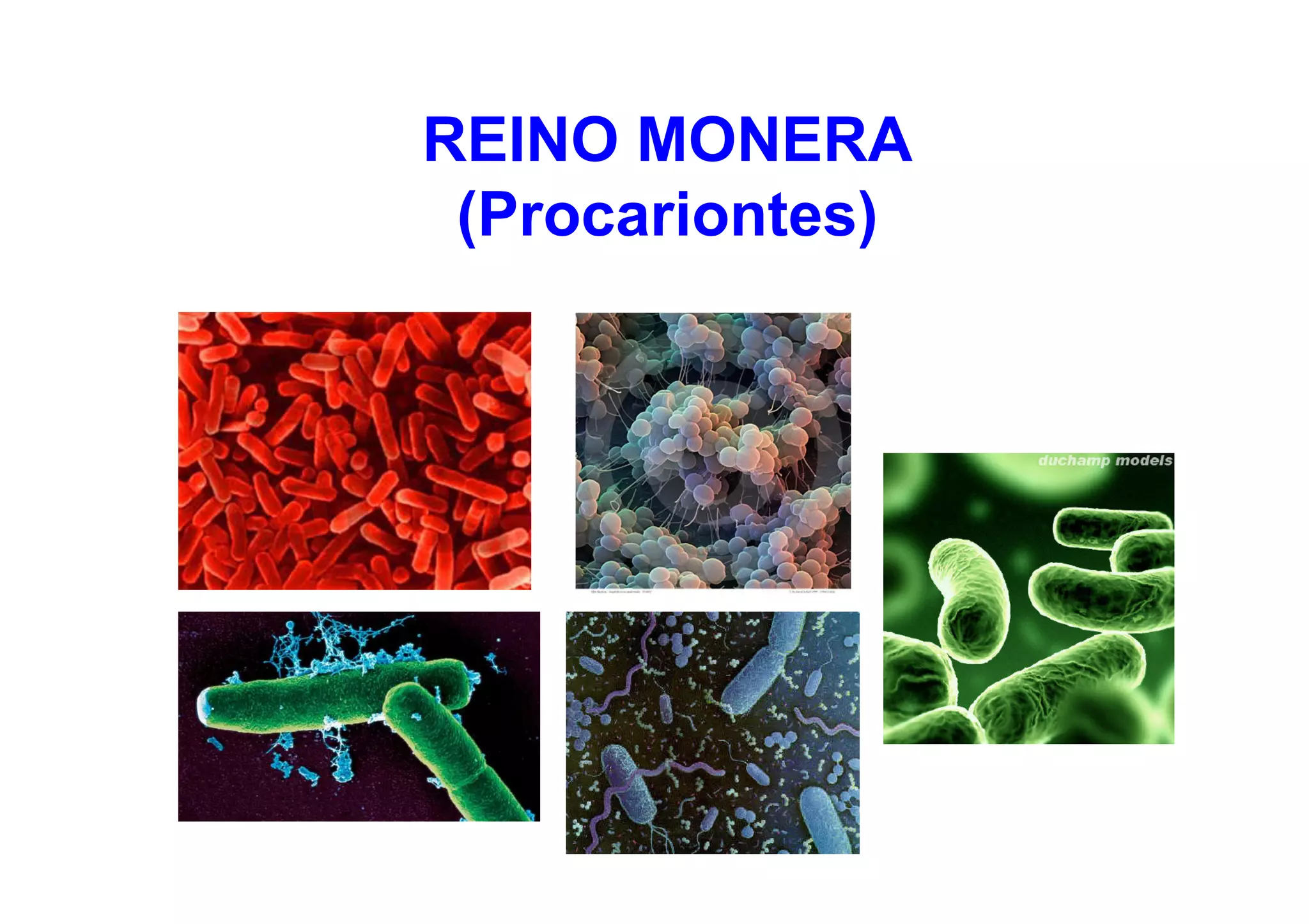 Reino monera | PDF