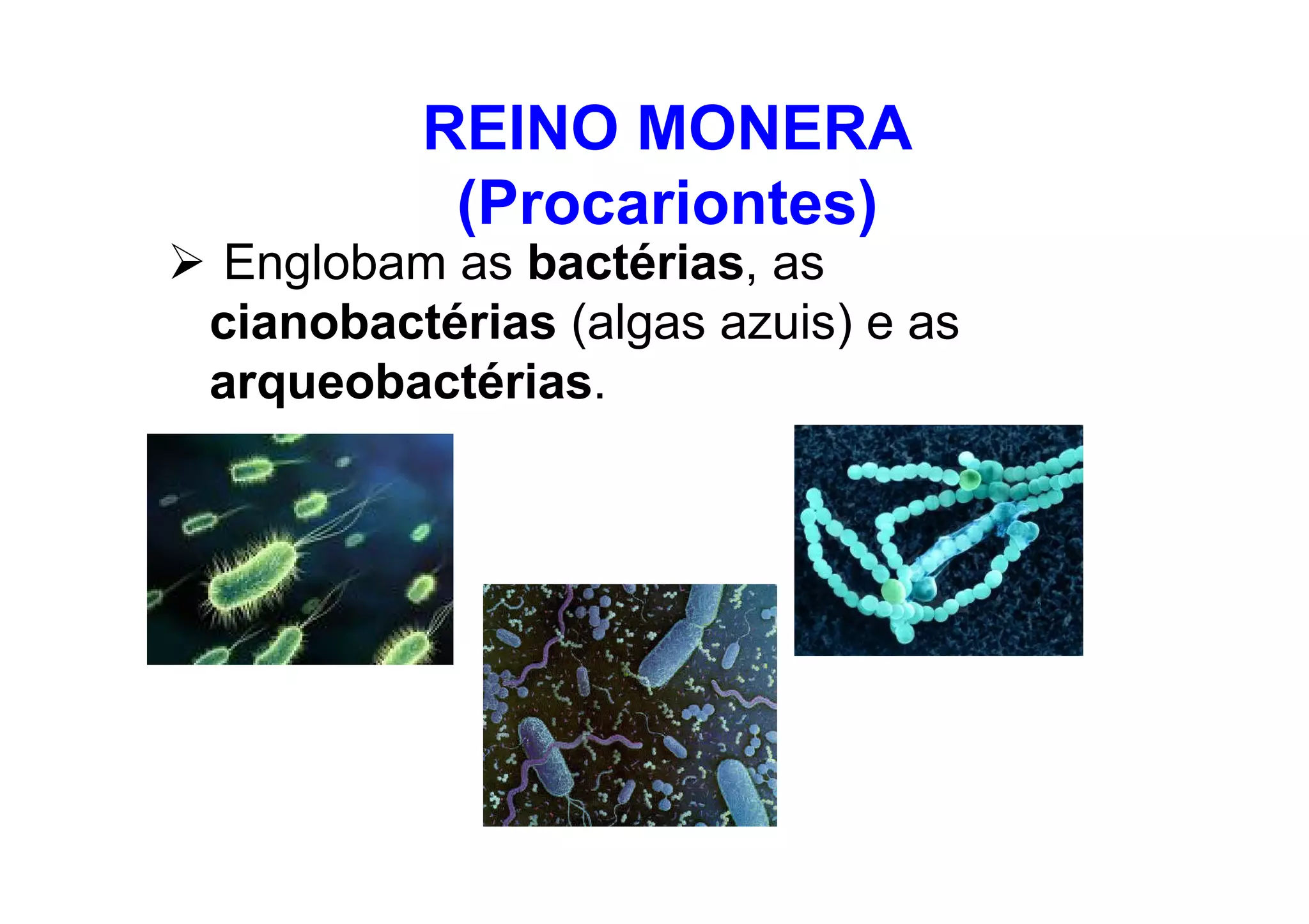 Reino monera | PDF