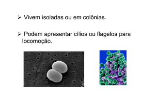 Vivem isoladas ou em colônias.
Podem apresentar cílios ou flagelos para
locomoção.
 