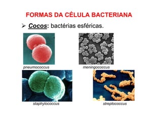 Cocos: bactérias esféricas.
FORMAS DA CÉLULA BACTERIANA
pneumococcus meningococcus
staphylococcus streptococcus
 