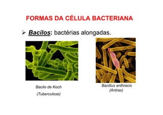 Bacilos: bactérias alongadas.
FORMAS DA CÉLULA BACTERIANA
Bacilo de Koch
(Tuberculose)
Bacillus anthracis
(Antrax)
 