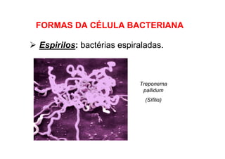 Espirilos: bactérias espiraladas.
FORMAS DA CÉLULA BACTERIANA
Treponema
pallidum
(Sífilis)
 