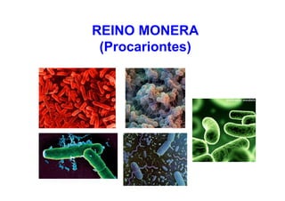 REINO MONERA
(Procariontes)
 