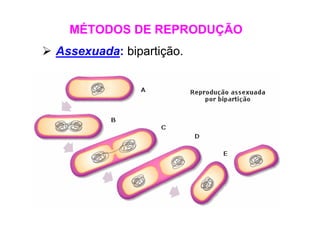 Assexuada: bipartição.
MÉTODOS DE REPRODUÇÃO
 
