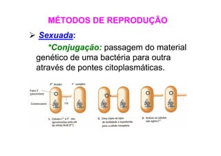 Sexuada:
*Conjugação: passagem do material
genético de uma bactéria para outra
através de pontes citoplasmáticas.
MÉTODOS DE REPRODUÇÃO
 