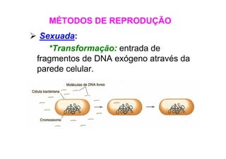 Sexuada:
*Transformação: entrada de
fragmentos de DNA exógeno através da
parede celular.
MÉTODOS DE REPRODUÇÃO
 