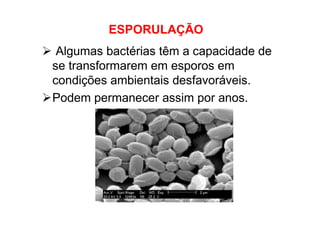 Algumas bactérias têm a capacidade de
se transformarem em esporos em
condições ambientais desfavoráveis.
Podem permanecer assim por anos.
ESPORULAÇÃO
 
