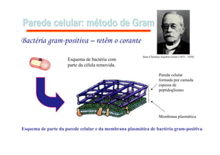 Parede celular: mParede celular: méétodo de Gramtodo de Gram
Bactéria gram-positiva – retêm o corante
Membrana plasmática
Parede celular
formada por camada
espessa de
peptidoglicano
Esquema de parte da parede celular e da membrana plasmática de bactéria gram-positiva.
Hans Christian Joachim Gram (1853 - 1938)
Esquema de bactéria com
parte da célula removida.
 