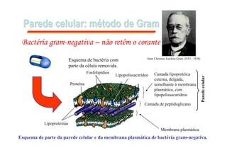 Parede celular: mParede celular: méétodo de Gramtodo de Gram
Esquema de parte da parede celular e da membrana plasmática de bactéria gram-negativa.
Membrana plasmática
Camada de peptidoglicano
Bactéria gram-negativa – não retêm o corante
Lipopolissacarídeo
Fosfolipídios
Proteína
Lipoproteínas
Camada lipoprotéica
externa, delgada,
semelhante à membrana
plasmática, com
lipopolissacarídeos
Paredecelular
Hans Christian Joachim Gram (1853 - 1938)
Esquema de bactéria com
parte da célula removida.
 