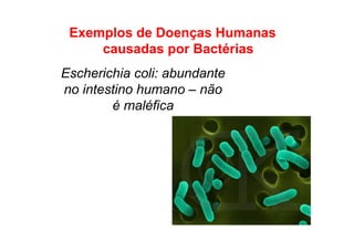 Exemplos de Doenças Humanas
causadas por Bactérias
Escherichia coli: abundante
no intestino humano – não
é maléfica
 