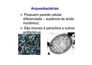 Arqueobactérias
Possuem parede celular
diferenciada – ausência de ácido
murâmico;
São imunes à penicilina e outros
antibióticos;
 