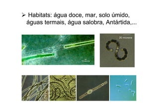 Habitats: água doce, mar, solo úmido,
águas termais, água salobra, Antártida,...
 