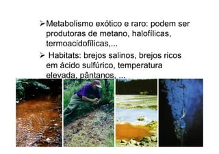 Metabolismo exótico e raro: podem ser
produtoras de metano, halofílicas,
termoacidofílicas,...
Habitats: brejos salinos, brejos ricos
em ácido sulfúrico, temperatura
elevada, pântanos, ...
 