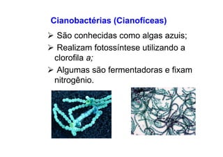 Cianobactérias (Cianofíceas)
São conhecidas como algas azuis;
Realizam fotossíntese utilizando a
clorofila a;
Algumas são fermentadoras e fixam
nitrogênio.
 