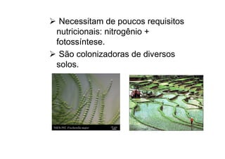 Necessitam de poucos requisitos
nutricionais: nitrogênio +
fotossíntese.
São colonizadoras de diversos
solos.
 