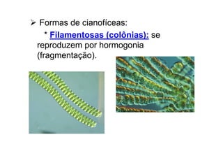 Formas de cianofíceas:
* Filamentosas (colônias): se
reproduzem por hormogonia
(fragmentação).
 