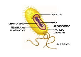 DNA
CAPSULA
RIBOSSOMOS
CITOPLASMA
MEMBRANA
PLASMATICA PAREDE
CELULAR
FLAGELOS
 