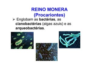 Englobam as bactérias, as
cianobactérias (algas azuis) e as
arqueobactérias.
REINO MONERA
(Procariontes)
 