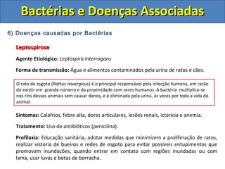 6) Doenças causadas por Bactérias
LeptospiroseLeptospirose
Agente Etiológico: Leptospira interrogans
Forma de transmissão: Água e alimentos contaminados pela urina de ratos e cães.
Sintomas: Calafrios, febre alta, dores articulares, lesões renais, icterícia e anemia.
Tratamento: Uso de antibióticos (penicilina).
Profilaxia: Educação sanitária, adotar medidas que minimizem a proliferação de ratos,
realizar vistoria de bueiros e redes de esgoto para evitar possíveis entupimentos que
promovam inundações, quando entrar em contato com regiões inundadas ou com
lama, usar luvas e botas de borracha.
Bactérias e Doenças AssociadasBactérias e Doenças Associadas
O rato de esgoto (Rattus novergicus) é o principal responsável pela infecção humana, em razão
de existir em grande número e da proximidade com seres humanos. A bactéria multiplica-se
nos rins desses animais sem causar danos, e é eliminada pela urina, às vezes por toda a vida do
animal.
 