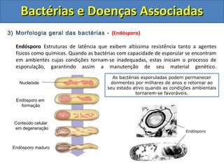 3) Morfologia geral das bactérias - (Endósporo)
Endósporo Estruturas de latência que exibem altíssima resistência tanto a agentes
físicos como químicos. Quando as bactérias com capacidade de esporular se encontram
em ambientes cujas condições tornam-se inadequadas, estas iniciam o processo de
esporulação, garantindo assim a manutenção de seu material genético.
Bactérias e Doenças AssociadasBactérias e Doenças Associadas
Nucleóide
Endósporo em
formação
Conteúdo celular
em degeneração
Endósporo maduro
As bactérias esporuladas podem permanecer
dormentes por milhares de anos e retornar ao
seu estado ativo quando as condições ambientais
tornarem-se favoráveis.
Endósporo
 