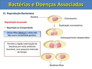 Bactérias e Doenças AssociadasBactérias e Doenças Associadas
Bactérias-filhas
Estrangulamento citoplasmático
Duplicação cromossônica
Cromossomo
Bactéria
Reprodução Assexuada
• Bipartição ou Cissiparidade
Células filhas idênticas a célula mãe
Não ocorre variabilidade genética
Células filhas idênticas a célula mãe
Não ocorre variabilidade genética
Podemos afirmar que bipartição é a
mesma coisa que mitose?
Não!!! O termo mitose refere-se a
cariogamia (divisão do núcleo),
como bactérias não tem núcleo não
sofrem mitose.
Qual a grande desvantagem da
Bipartição?
Não há troca de material genético,
portanto não há variabilidade. Se o
ambiente modificar, pode erradicar
todas as bactérias de uma só vez.
Qual a grande vantagem da
Bipartição?
Permite a rápida colonização de
bactérias,em meio ambiente
favorável, num pequeno intervalo
de tempo.
 