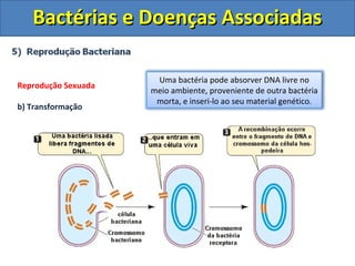 Bactérias e Doenças AssociadasBactérias e Doenças Associadas
Reprodução Sexuada
b) Transformação
Uma bactéria pode absorver DNA livre no
meio ambiente, proveniente de outra bactéria
morta, e inseri-lo ao seu material genético.
 