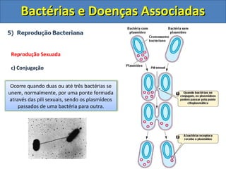 Bactérias e Doenças AssociadasBactérias e Doenças Associadas
Reprodução Sexuada
c) Conjugação
Ocorre quando duas ou até três bactérias se
unem, normalmente, por uma ponte formada
através das pili sexuais, sendo os plasmídeos
passados de uma bactéria para outra.
 