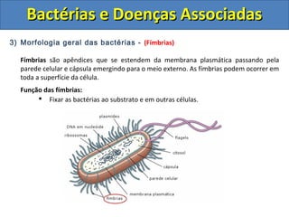 3) Morfologia geral das bactérias - (Fímbrias)
Fímbrias são apêndices que se estendem da membrana plasmática passando pela
parede celular e cápsula emergindo para o meio externo. As fímbrias podem ocorrer em
toda a superfície da célula.
Função das fímbrias:
 Fixar as bactérias ao substrato e em outras células.
Bactérias e Doenças AssociadasBactérias e Doenças Associadas
 