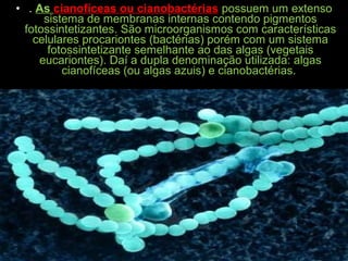 • . As cianofíceas ou cianobactérias possuem um extenso
sistema de membranas internas contendo pigmentos
fotossintetizantes. São microorganismos com características
celulares procariontes (bactérias) porém com um sistema
fotossintetizante semelhante ao das algas (vegetais
eucariontes). Daí a dupla denominação utilizada: algas
cianofíceas (ou algas azuis) e cianobactérias.
 