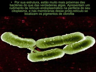 • Por sua estrutura, estão muito mais próximas das
bactérias do que das verdadeiras algas. Apresentam um
rudimento de retículo endoplasmático na periferia do seu
citoplasma, e nas membranas desse proto-retículo se
localizam os pigmentos de clorofila
 