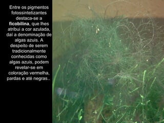 Entre os pigmentos
fotossintetizantes
destaca-se a
ficobilina, que lhes
atribui a cor azulada,
daí a denominação de
algas azuis. A
despeito de serem
tradicionalmente
conhecidas como
algas azuis, podem
revelar-se em
coloração vermelha,
pardas e até negras..
 