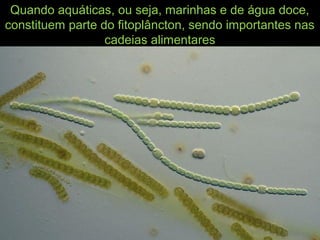 Quando aquáticas, ou seja, marinhas e de água doce,
constituem parte do fitoplâncton, sendo importantes nas
cadeias alimentares
 