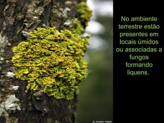 No ambiente
terrestre estão
presentes em
locais úmidos
ou associadas a
fungos
formando
liquens.
 