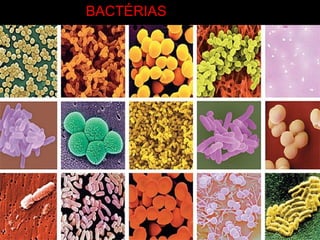 BACTÉRIAS
 