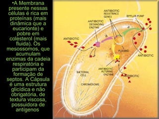 •A Membrana
presente nessas
células é rica em
proteínas (mais
dinâmica que a
eucarionte) e
pobre em
colesterol (mais
fluida). Os
mesossomos, que
acumulam
enzimas da cadeia
respiratória e
participam da
formação de
septos. A Cápsula
é uma estrutura
glicídica e não
obrigatória, de
textura viscosa,
possuidora de
antígenos
 