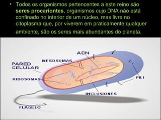 • Todos os organismos pertencentes a este reino são
seres procariontes, organismos cujo DNA não está
confinado no interior de um núcleo, mas livre no
citoplasma que, por viverem em praticamente qualquer
ambiente, são os seres mais abundantes do planeta.
 